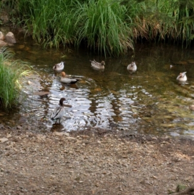 Chenonetta jubata (Australian Wood Duck) at Uriarra Village, ACT - 27 Dec 2016 by ozza