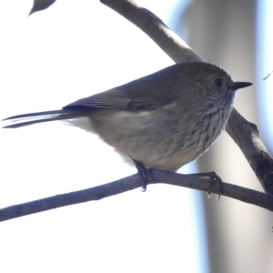 Acanthiza pusilla at Kambah Pool - 29 Jun 2017 10:25 AM