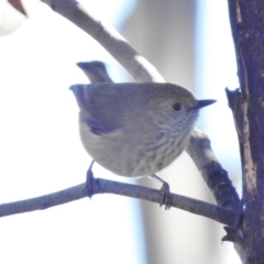 Acanthiza pusilla at Kambah Pool - 29 Jun 2017 10:25 AM