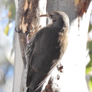 Cormobates leucophaea at Kambah Pool - 29 Jun 2017