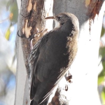 Cormobates leucophaea (White-throated Treecreeper) at Kambah Pool - 29 Jun 2017 by JohnBundock