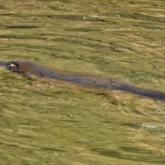 Ornithorhynchus anatinus (Platypus) at Kambah Pool - 29 Jun 2017 by JohnBundock