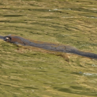 Ornithorhynchus anatinus (Platypus) at Kambah Pool - 29 Jun 2017 by JohnBundock