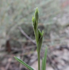 Bunochilus umbrinus (ACT) = Pterostylis umbrina (NSW) (Broad-sepaled Leafy Greenhood) by CathB