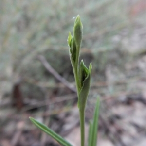 Bunochilus umbrinus (ACT) = Pterostylis umbrina (NSW) at suppressed - 27 Jun 2017