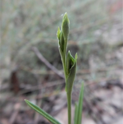 Bunochilus umbrinus (ACT) = Pterostylis umbrina (NSW) (Broad-sepaled Leafy Greenhood) by CathB