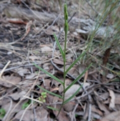 Bunochilus umbrinus (ACT) = Pterostylis umbrina (NSW) at suppressed - suppressed