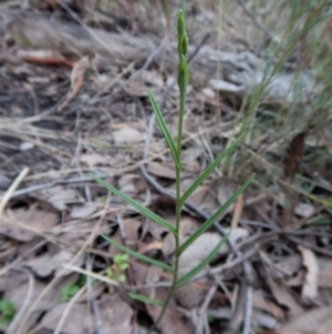 Bunochilus umbrinus (ACT) = Pterostylis umbrina (NSW) at suppressed - 27 Jun 2017