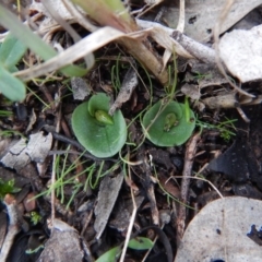 Corysanthes incurva (Slaty Helmet Orchid) by CathB