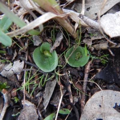 Corysanthes incurva (Slaty Helmet Orchid) at Aranda, ACT - 27 Jun 2017 by CathB