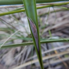 Lyperanthus suaveolens (Brown Beaks) at Aranda, ACT - 28 Jun 2017 by CathB