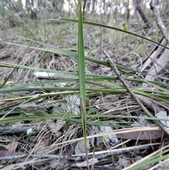 Lyperanthus suaveolens at Point 4081 - 28 Jun 2017