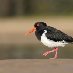 Haematopus longirostris (Australian Pied Oystercatcher) at Mogareeka, NSW - 28 Jun 2017 by Leo