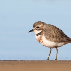 Charadrius bicinctus (Double-banded Plover) at Mogareeka, NSW - 28 Jun 2017 by Leo