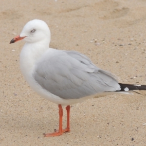 Chroicocephalus novaehollandiae at Batemans Marine Park - 14 Jun 2014