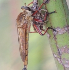 Colepia ingloria (A robber fly) at Pine Island to Point Hut - 10 Jan 2016 by MichaelBedingfield