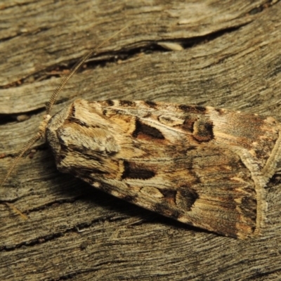 Agrotis munda (Brown Cutworm) at Conder, ACT - 27 Oct 2016 by michaelb