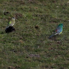 Psephotus haematonotus (Red-rumped Parrot) at Wandiyali-Environa Conservation Area - 9 Aug 2016 by Wandiyali