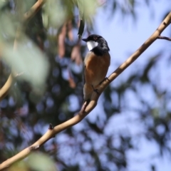 Pachycephala rufiventris (Rufous Whistler) at Wandiyali-Environa Conservation Area - 31 Mar 2016 by Wandiyali