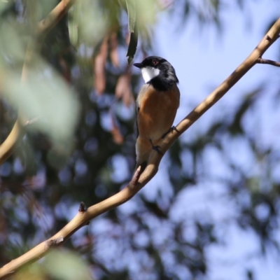 Pachycephala rufiventris (Rufous Whistler) at Wandiyali-Environa Conservation Area - 31 Mar 2016 by Wandiyali