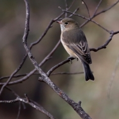 Pachycephala rufiventris at Googong, NSW - 1 Apr 2016 10:27 AM