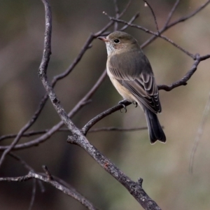 Pachycephala rufiventris at Googong, NSW - 1 Apr 2016 10:27 AM