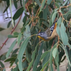 Pardalotus punctatus (Spotted Pardalote) at Wandiyali-Environa Conservation Area - 24 Mar 2016 by Wandiyali