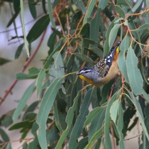 Pardalotus punctatus at Googong, NSW - 25 Mar 2016