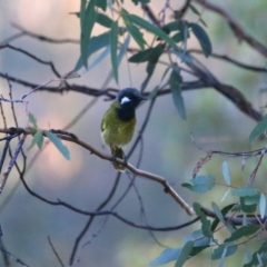 Nesoptilotis leucotis (White-eared Honeyeater) at Googong, NSW - 24 Apr 2016 by Wandiyali