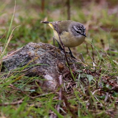 Acanthiza chrysorrhoa (Yellow-rumped Thornbill) at QPRC LGA - 28 Aug 2016 by Wandiyali