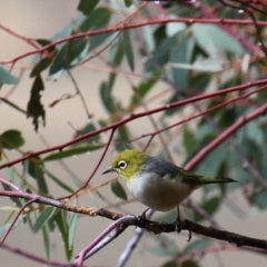 Zosterops lateralis (Silvereye) at Wandiyali-Environa Conservation Area - 31 Mar 2016 by Wandiyali