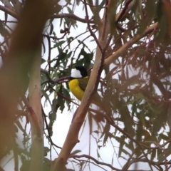 Pachycephala pectoralis (Golden Whistler) at Googong, NSW - 1 Apr 2016 by Wandiyali