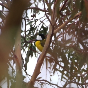 Pachycephala pectoralis at Googong, NSW - 1 Apr 2016 10:00 AM