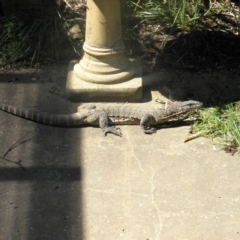 Varanus rosenbergi (Heath or Rosenberg's Monitor) at Wamboin, NSW - 15 Nov 2012 by Varanus