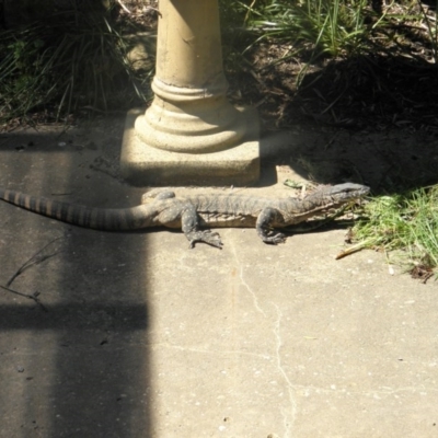 Varanus rosenbergi (Heath or Rosenberg's Monitor) at QPRC LGA - 15 Nov 2012 by Varanus