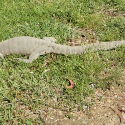 Varanus rosenbergi (Heath or Rosenberg's Monitor) at Wamboin, NSW - 12 Nov 2010 by Varanus