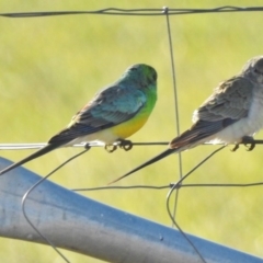 Psephotus haematonotus (Red-rumped Parrot) at Gordon, ACT - 30 Jun 2017 by JohnBundock