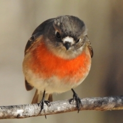 Petroica boodang (Scarlet Robin) at Tennent, ACT - 30 Jun 2017 by JohnBundock