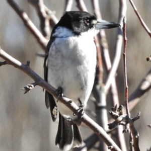 Cracticus torquatus at Tennent, ACT - 30 Jun 2017