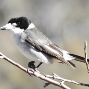 Cracticus torquatus at Tennent, ACT - 30 Jun 2017