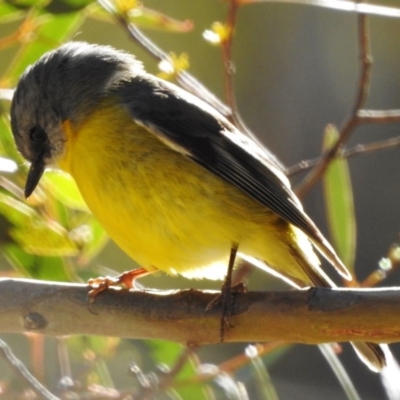 Eopsaltria australis (Eastern Yellow Robin) at Tennent, ACT - 30 Jun 2017 by JohnBundock