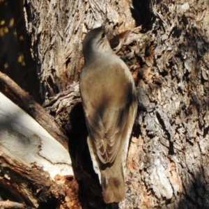 Climacteris picumnus victoriae at Tennent, ACT - 30 Jun 2017 12:33 PM