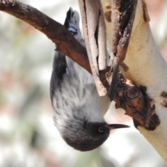 Daphoenositta chrysoptera (Varied Sittella) at Tennent, ACT - 30 Jun 2017 by JohnBundock