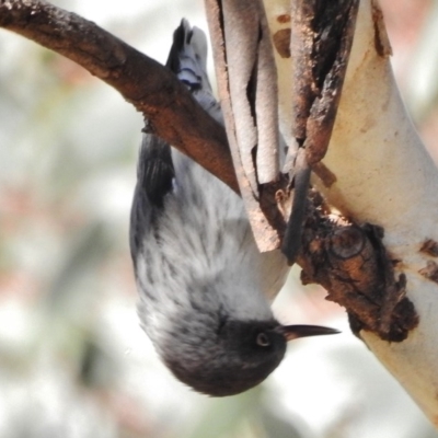 Daphoenositta chrysoptera (Varied Sittella) at Tennent, ACT - 30 Jun 2017 by JohnBundock