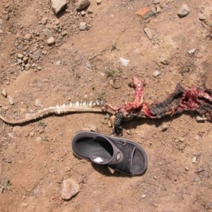 Varanus rosenbergi at Bywong, NSW - suppressed