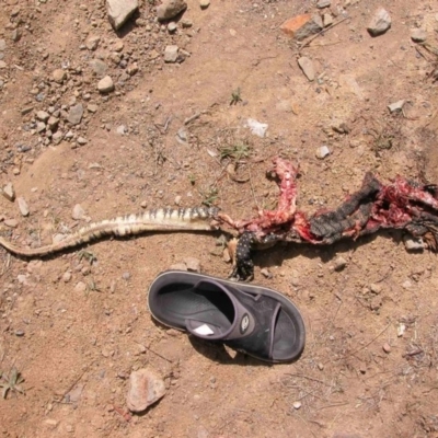 Varanus rosenbergi (Heath or Rosenberg's Monitor) at Bywong, NSW - 25 Mar 2007 by Varanus