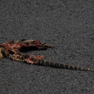 Varanus rosenbergi at Bywong, NSW - suppressed