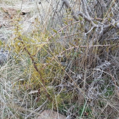 Acacia ulicifolia (Prickly Moses) at Isaacs, ACT - 30 Jun 2017 by Mike