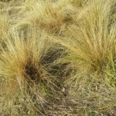 Nassella trichotoma (Serrated Tussock) at Isaacs Ridge and Nearby - 30 Jun 2017 by Mike