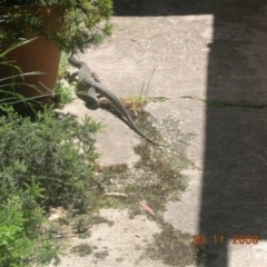 Varanus rosenbergi (Heath or Rosenberg's Monitor) at Wamboin, NSW - 29 Nov 2008 by Varanus